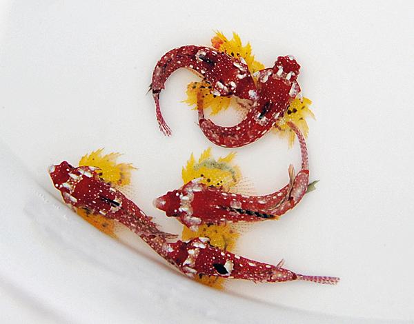 Synchiropus sycorax/moyeri (female)  - Roter-Mandarinfisch